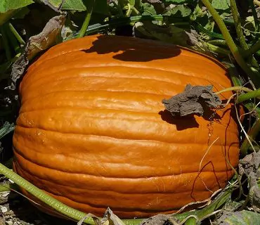 receita-creme-de-abobora-gourmet