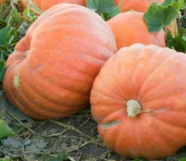 receita-creme-de-abobora-gourmet