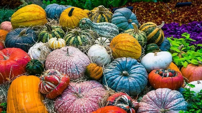 receita-creme-de-abobora-gourmet