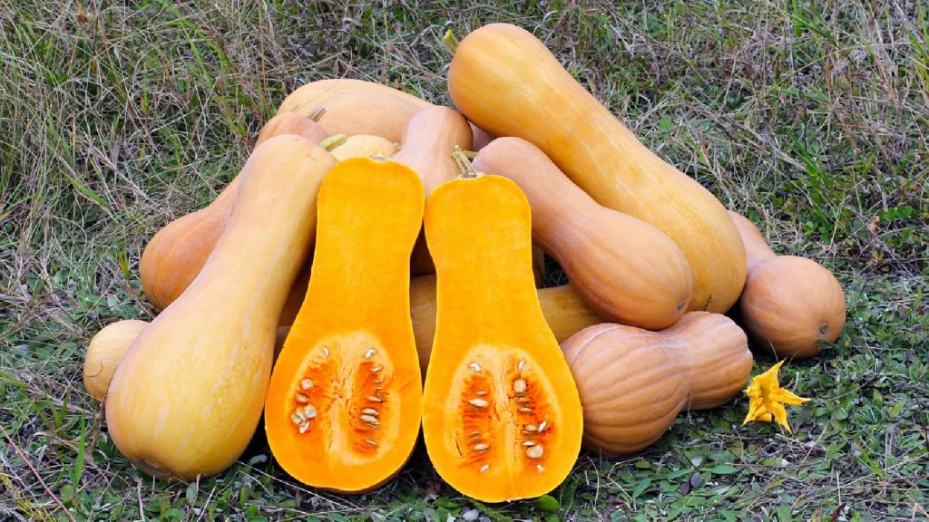 receita-creme-de-abobora-gourmet